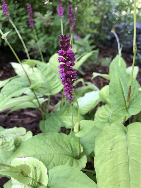 Photo #68937 | Persicaria amplexicaulis 'Golden Arrow' | plant lust