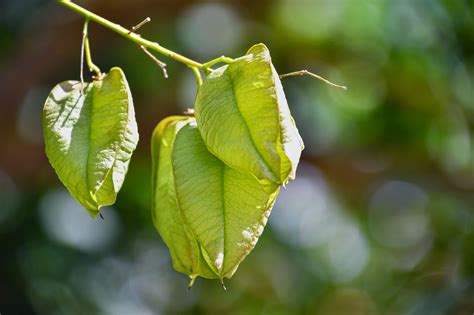 Golden Raintree Fruit Seed - Free photo on Pixabay