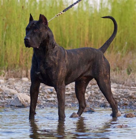 Presa Canario Puppies For Sale In California