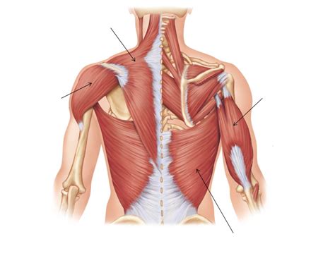 back Diagram | Quizlet