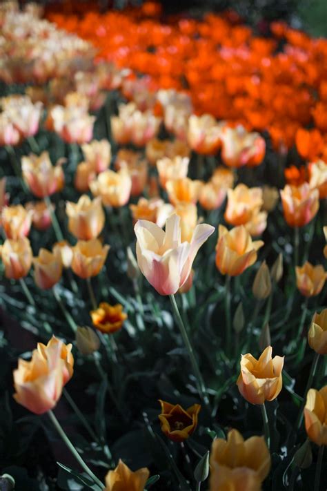 Tulips on Field · Free Stock Photo