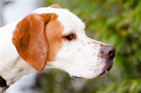 Frowning Dog Free Stock Photo Public Domain Pictures