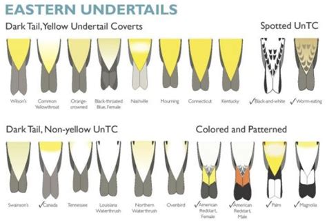 The Ultimate Warbler Field Identification Guide