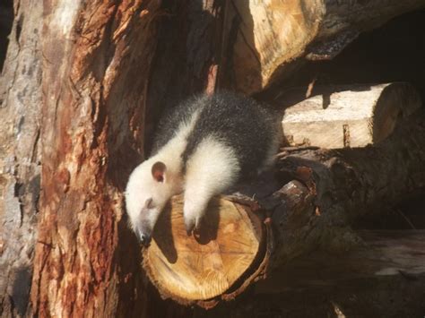 The Tamandua: A Unique Anteater and a Special Pet | PetHelpful