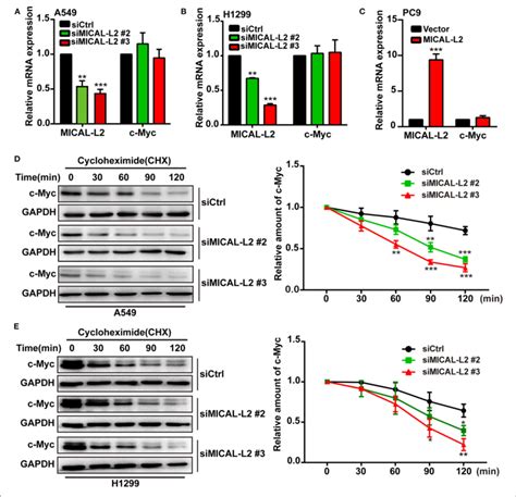 Mical L Reduced C Myc Degradation A B The Mrna Levels Of Mical L