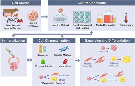 Cell Line Development Usda National Institute For Cellular Agriculture