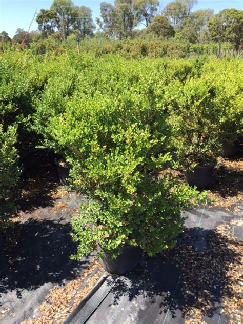 Buxus microphylla var. japonica - Andreasens Green