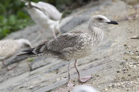 Birding Copenhagen: Caspian Gull juvenile