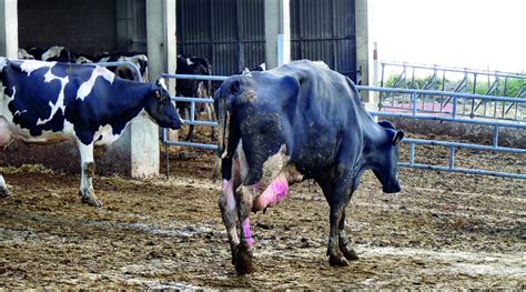 Minimicemos El Edema De La Ubre En Bovinos Para Obtener Una Mejor