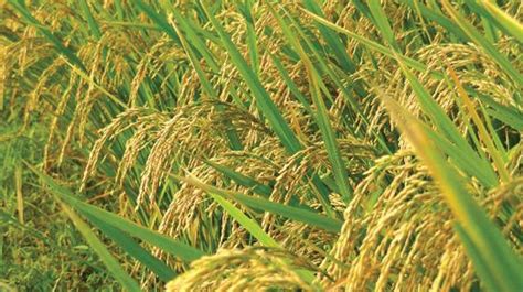 Kharif Crop Sowing Contracts For 2nd Straight Week Report