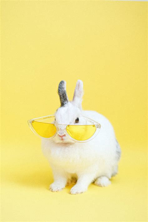 [300+] Cute Animals Wallpapers | Wallpapers.com