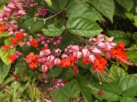 Premium Photo Close Up Of Red Flowers