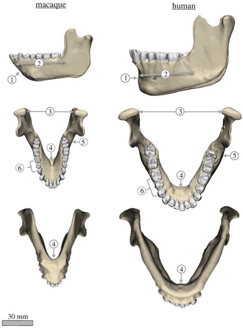 Comparison Of Mandible Morphology Between Humans And Macaques Lateral Download Scientific