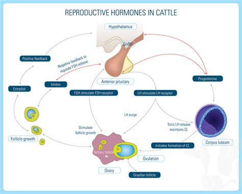 Cattle Reproductive Hormones