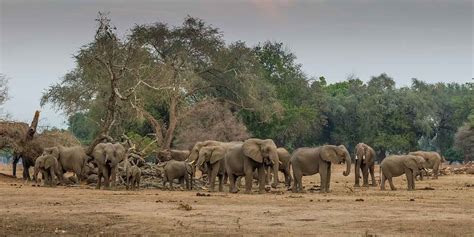 Mana Pools National Park wildlife location in Zimbabwe, Africa ...