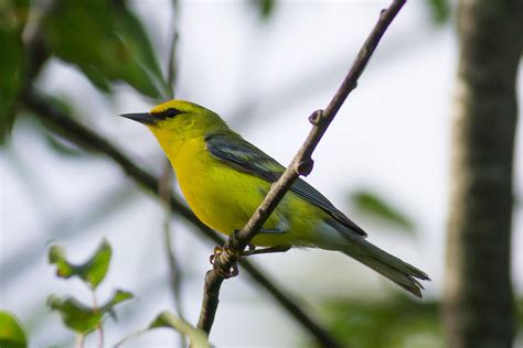 Blue Winged Warbler Vermivora Cyanoptera Birdweather