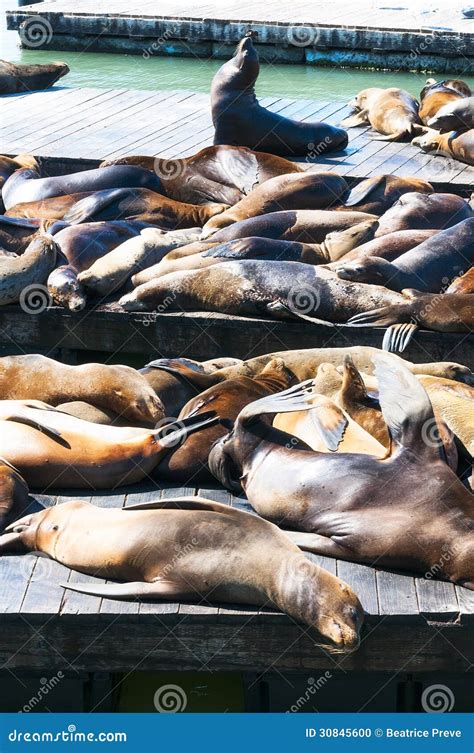 Sea Lions at San Francisco, Stock Photo - Image of seal, overcrowded: 30845600