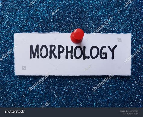 root morphology royalty  images stock  pictures shutterstock