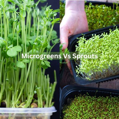 Microgreens vs Sprouts - [A Complete Comparison] - Herbvity