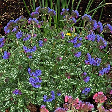 10 Great Purple Shade Perennials For Your Garden