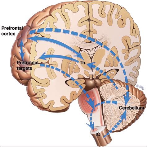 Prototypical Cortico Cerebellar Circuit Bidirectional Arrows Pathways Download Scientific