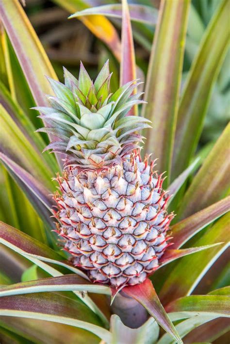 Frischer Tropischer Ananasbaum Stockfoto Bild Von Grün Garten 58144922