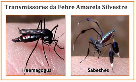 Febre Amarela prevenção