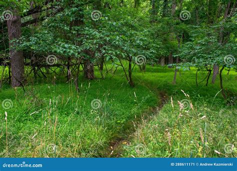 Deer Path Stock Image Image Of Forest Woods Park 288611171