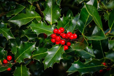 Hulst (Ilex) soorten, snoeien en verzorging – Buitenleven