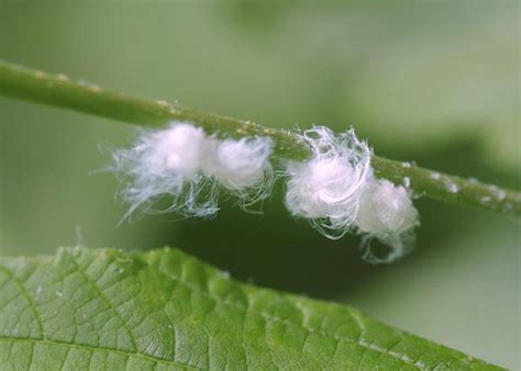 Wooly Adler Aphid (Family Aphididae) - Field Station