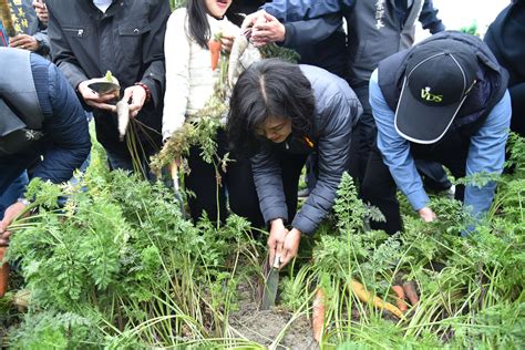 民報 Taiwan People News 國際胡蘿蔔日15000人拔蘿蔔 張麗善縣長：雲林良品站穩國際