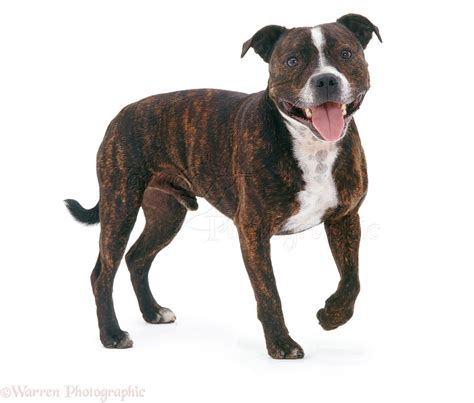 Dog Staffie Photo Wp07666