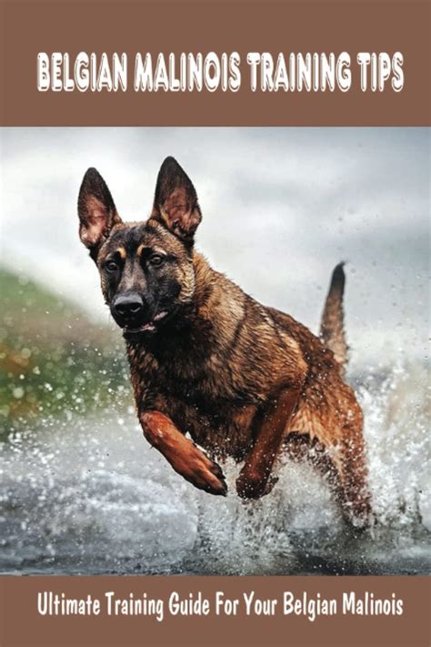 Belgian Malinois Training Tips: Ultimate Training Guide For Your ...