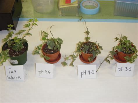 Effects Of Acid Rain On Plant Growth