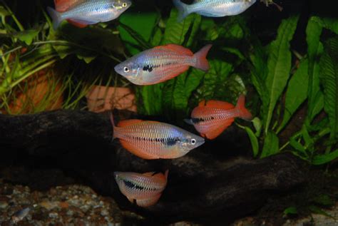 Lake Kurumoi Sunset Dwarf Rainbowfish Melanotaenia Parva Imperial