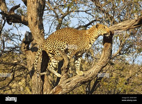 Climbing Leopard Panthera Pardus Stock Photo Alamy