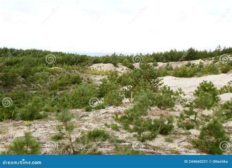 Landscape Of The Curonian Spit Pine Trees Grow On Sandy Soil Stock