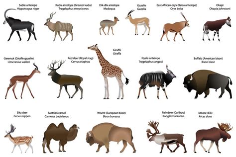 Even-toed ungulates animals color