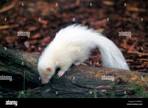 striped skunk (Mephitis mephitis), pup, albino, USA Stock Photo - Alamy