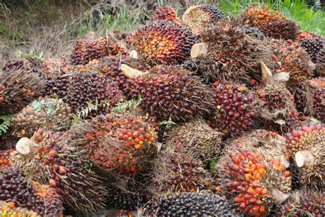 Cerita Di Balik Penangguhan Minyak Sawit Astra Agro Lestari