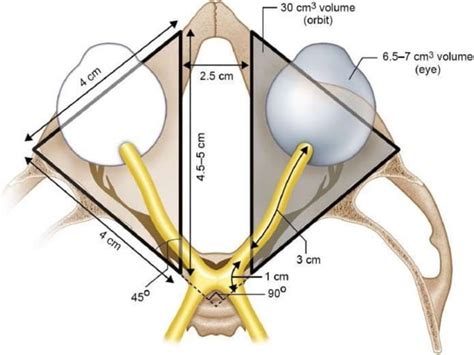 Anatomy of Orbital cavity & its contents.pptx