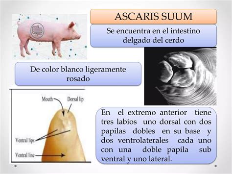 Ascaris Suum 1 Pptx