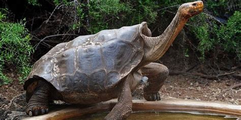 La Tortuga Gigante De A Os Que Salv A Su Especie La Voz De Misiones