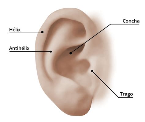 Otoplastia Cirugía del Pabellón Auricular Diego Navea