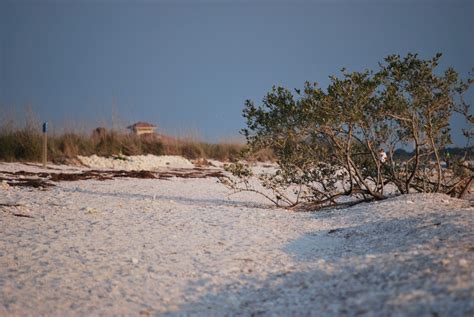 Free Images Beach Landscape Sea Coast Tree Nature Sand