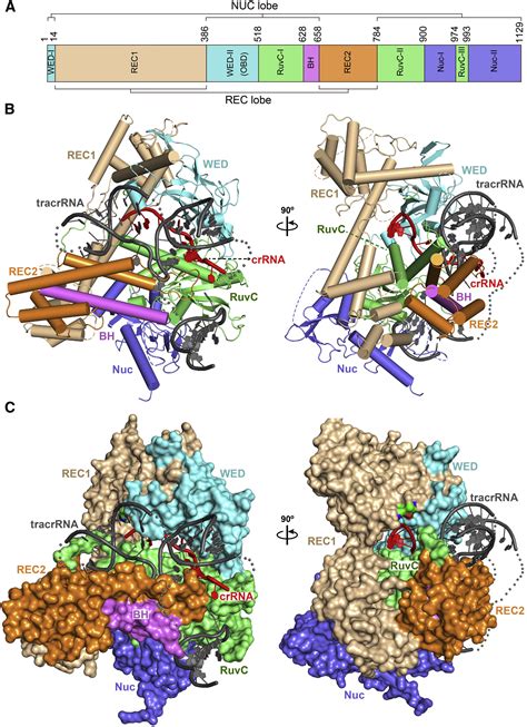 C2c1 SgRNA Complex Structure Reveals RNA Guided DNA Cleavage Mechanism