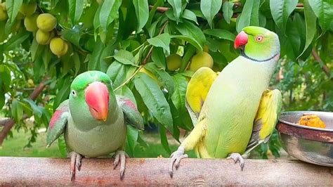 Indian Ringneck And Alexandrine Parrots Kissing And Dancing Youtube