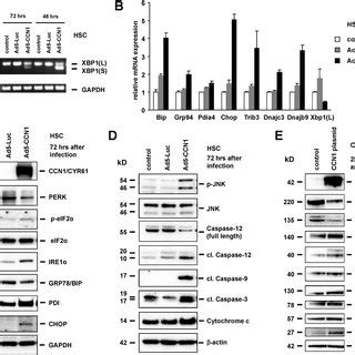 Ad5 CCN1 Induced HSC Apoptosis A Western Blot Analysis Showing That