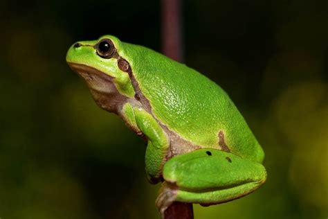 10 Unique Characteristics Of Frogs Wildlife Informer