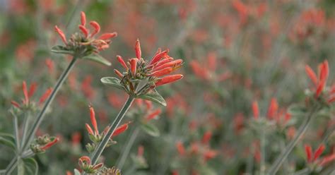 How to Grow Hummingbird Plants (Firecracker Plants)